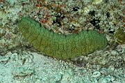 Echinodermes - Echinoderms